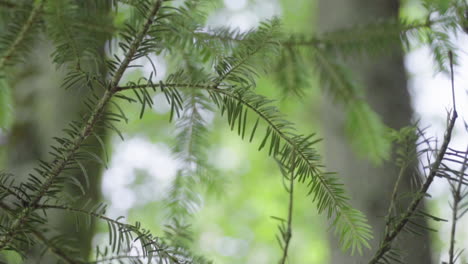Pine-branches-detail-in-a-wood-of-the-italian-alps-slow-motion-100-fps