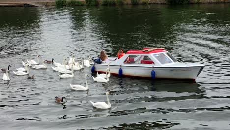 Swans-are-fed-from-a-launch-on-the-Thames-at-Kingston