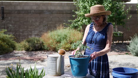 Una-Hermosa-Mujer-De-Mediana-Edad-Con-Un-Sombrero-Para-El-Sol-Plantando-Un-Tomate-En-Su-Huerto-Orgánico-Cultivado-En-Casa-A-Cámara-Lenta