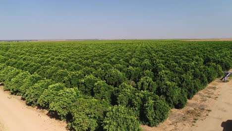 Aerial-footage-of-large-plantation-of-fruit-trees-and-agricultural-fields