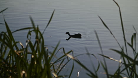 Ente-Schwimmt-Auf-Einem-See-Mit-Gras-Im-Vordergrund