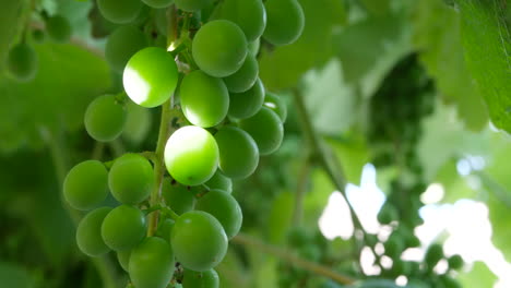 Close-up-on-a-bunch-of-green-grapes-on-a-vine-with-more-int-eh-background-on-a-vineyard