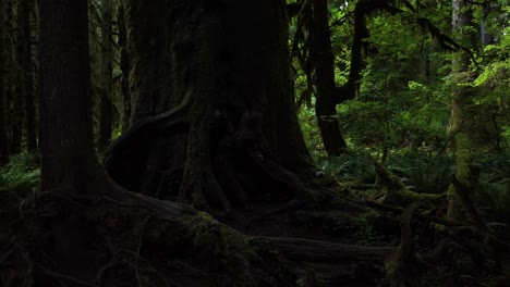 Slow-pan-left-to-right-of-gnarled-moss-covered-tree-trunks-in-the-rain-forest