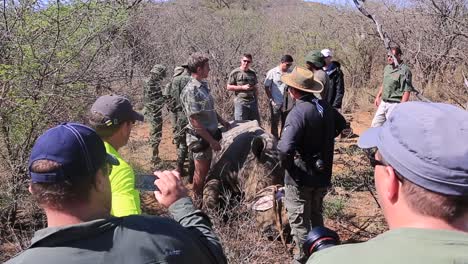 Veterinary-doctor-and-crew-with-a-tranquilized-African-White-Rhinoceros