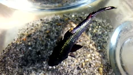 Betta-fish-is-in-the-aquarium