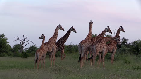Giraffe-stand-grouped-together-in-the-wild-of-Timbavati-Game-Reserve,-South-Africa