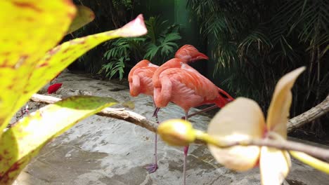 Flamingos-Schwenken-Durch-Blätter.-Mittlere-Aufnahme