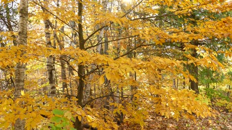 Kippen-Sie-Die-Aufnahme-Eines-Hübschen-Baumes-Im-Herbst,-Während-Die-Sonne-Durch-Die-Leuchtend-Gelbe-Landschaft-Scheint