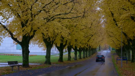 Cars-driving-down-the-road-with-yellow-autumn-trees-in-Kviberg-cemetery-in-Gothenburg,-Sweden---wide-shot