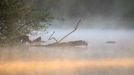 fog-evaporating-on-lake-in-the-early-morning-sun-light-with-orange-beam-of-light-shining-through