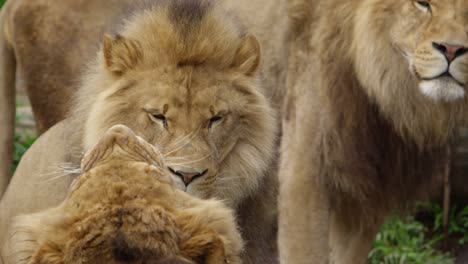 rogue-lions-brothers-watching-sibling-yawn