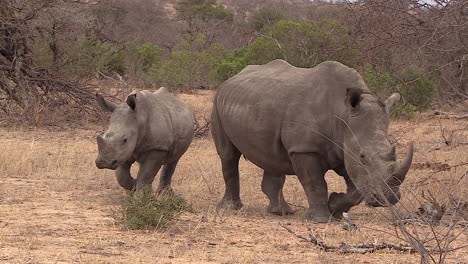 Dos-Rinocerontes-Blancos-Del-Sur-Moviéndose-Juntos-En-La-Sabana