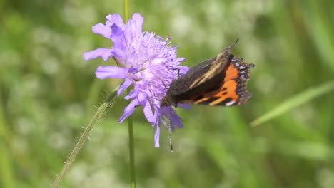 Makroaufnahme-Eines-Hübschen-Schmetterlingswesens,-Das-Den-Sonnigen-Tag-Auf-Dem-Blumenfeld-Genießt