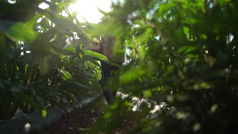 Slow-motion-wide-angle-shot-of-farmer-holding-box-of-organic-vegetables-walking-down-row-of-plants-into-the-sun