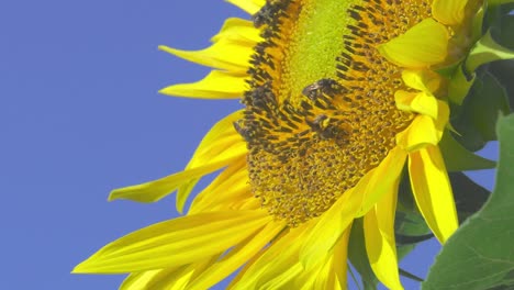 Bees-on-large-yellow-sunflower-against-blue-sky,-slowmo