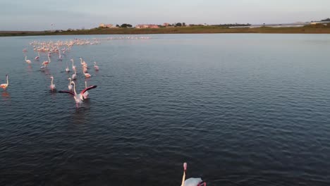 Flamingos-wading-through-coastal-water,-pink-greater-flamingos