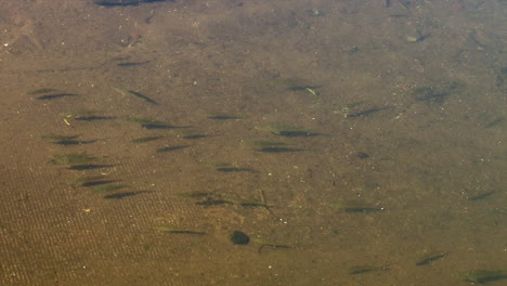 Der-Schatten-Des-Bootsstegs-Verscheucht-Eine-Kleine-Gruppe-Kleiner-Fische,-Die-Am-Meeresufer-Schwimmen-–-Zeitlupe