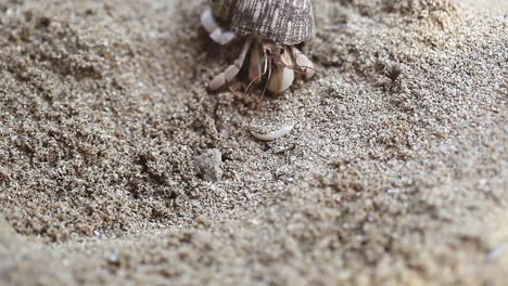 Close-up-of-hermit-crab-opening-up-and-crawling-away