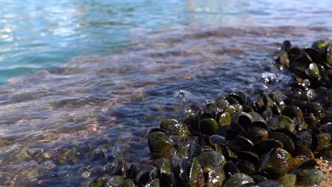 Mussels-colonized-along-the-coast-as-the-sea-water-surrounds-them-during-low-tide-on-a-sunny-day,-Panning-right-to-left-shot,-Slow-motion