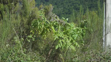 Madeira-Giant-Black-Parsley,-Melanoselinum-decipiens-plant-in-São-Vicente,-Madeira-island,-Portugal