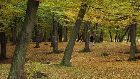 Niña-Caminando-En-El-Bosque-De-Hoia-Con-árboles-Otoñales-De-Color-Amarillo-Brillante-En-Otoño-En-Cluj-napoca,-Rumania