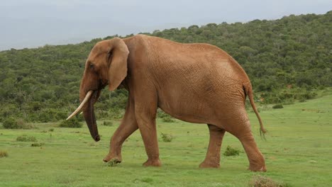 Big-brown-African-elephant-walking-across-green-grass,-tracking-shot,-full-body-view