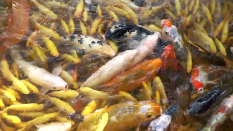 Koi-Fischfütterungszeit-Im-Teich