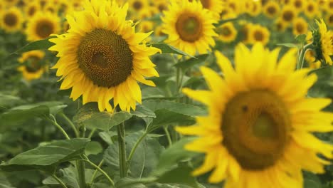 Sonnenblumen-Auf-Einem-Sommerfeld,-Nahaufnahme,-Schärfen-Ein-Verschwommenes-Bild