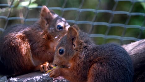 Sweet-squirrels-eating-nuts-on-wooden-branch-during-sunny-day-in-autumn