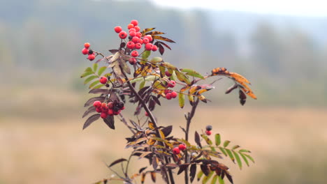 Nahaufnahme-Der-Gewöhnlichen-Vogelbeerpflanze,-Wilde-Rote-Beeren,-Verschwommener-Naturhintergrund