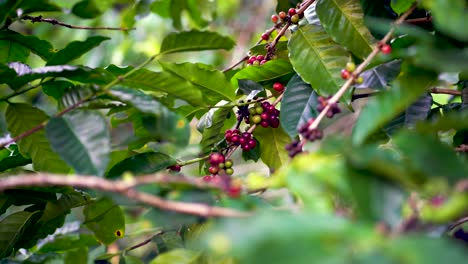 Cinematic-shot-of-growing-red-arabica-coffee-bean-on-tree-of-mountain-in-northern-Thailand