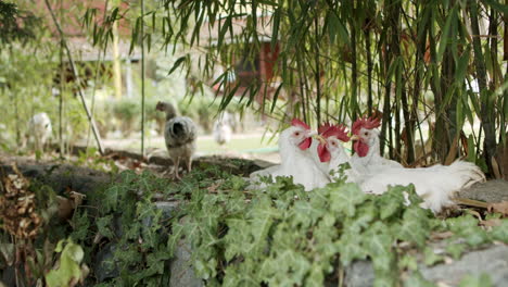 Bunch-of-Chickens-Standing-on-top-of-the-Stone-Wall,-Cute-Animals-are-Cuddling,-Playing-and-Cleaning-each-other-in-slowmo
