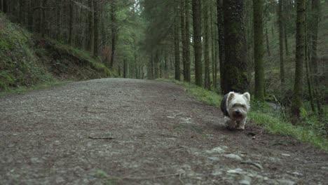 Adorable-Pequeño-Terrier-Blanco-Caminando-Por-El-Camino-De-Tierra-De-Un-Bosque-En-El-Reino-Unido