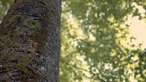Low-Angle-Aufnahme-Eines-Alten-Aufrechten-Baumes,-Der-Mit-Grünem-Moos-Auf-Seiner-Knusprigen-Rinde-Im-Sonnigen-Wald-Bedeckt-Ist