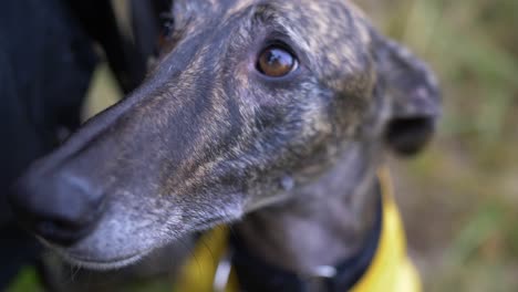 Close-up-slow-mo-shot-of-Spanish-Greyhound-Galgo-eyes