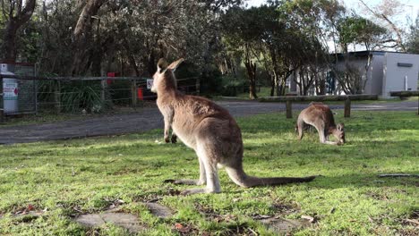 Three-Grey-Kangaroos-feeding-and-grooming-on-grass-at-Cave-Beach-Park,-Locked-shot