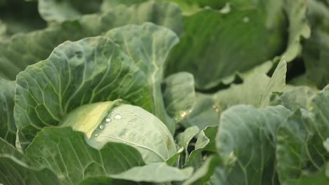 Close-Up-Footage-of-Cabbage-Crops-Blooming-In-The-Farm