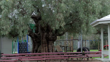 Superlativo-Viejo-árbol-Grande-Ubicado-En-El-Patio-De-Una-Escuela,-Inclinado-Hacia-Abajo