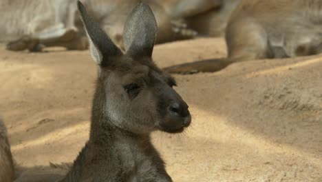 Close-up-shot-of-cheerful-kangaroo-face-wiggling-with-head-and-ears-outdoor-during-summer-day