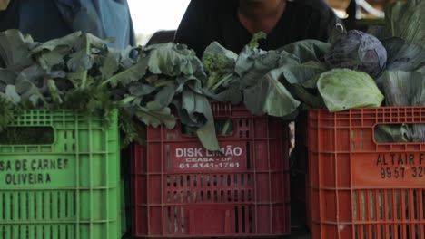 Close-up-shot-of-bins-filled-of-freshly-harvested-vegetables-on-a-produce-farm