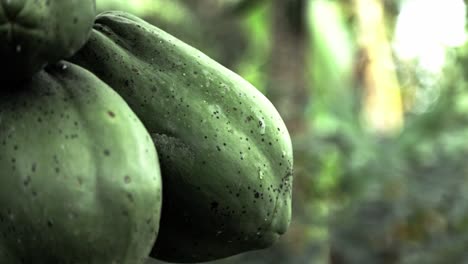 Extreme-close-up-shot-of-a-papaya-bundle-hanging-on-a-tree-on-a-produce-farm