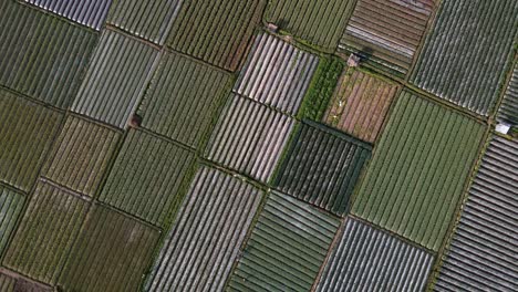 Aufsteigende-Luftaufnahme-Von-Oben-Nach-Unten-über-Mehrere-Landwirtschaftliche-Felder-Auf-Der-Insel-Lombok-An-Sonnigen-Tagen