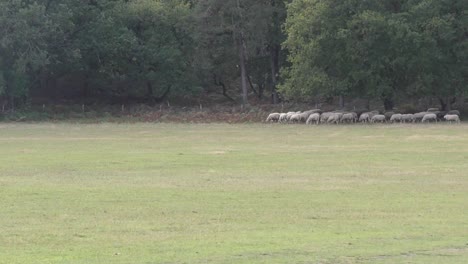 Flock-Of-Sheep-Grazing-Near-The-Green-Forest