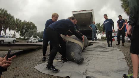 manatee-rescue-team-prepping-animal-for-release-after-recovery