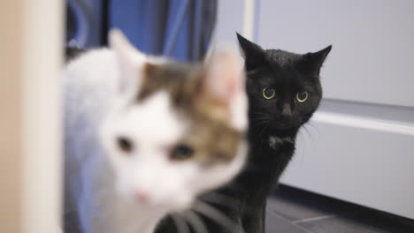 Close-up-pan-of-two-cats-on-floor-by-wall-and-door-in-laundry-room