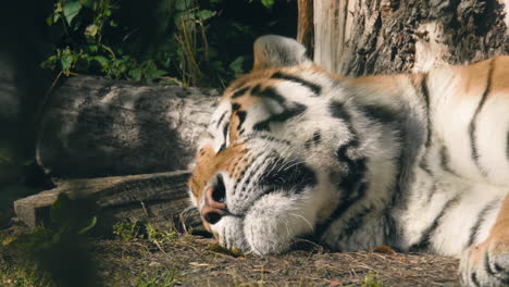 Closeup-of-a-tigers-head,-while-it-sleeps,-on-a-sunny-day---Static-shot---Tigris-noun