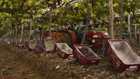 A-small-tractor-pulls-a-trailer-full-of-freshly-harvested-grapes-through-a-vineyard