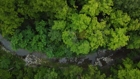 Peaceful-Aerial-Drone-Birds-Eye-Shot-Of-Dry-River-Surrounded-By-green-Forest-in-jungle