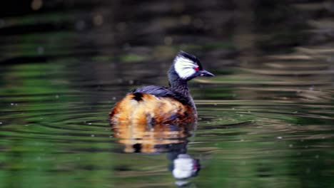 An-adorable-White-tufted-grebe-swimming-on-a-peaceful-lake-and-looking-around