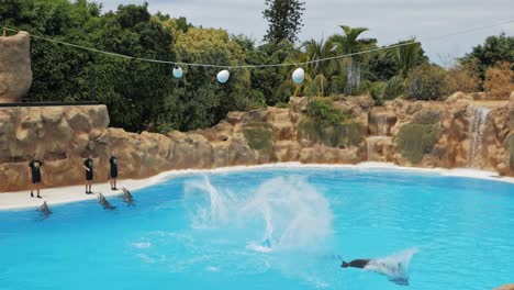 Group-of-three-dolphins-jumps-high-out-of-the-water-hitting-balls-during-dolphin-show-in-Loro-Parque,-Tenerife